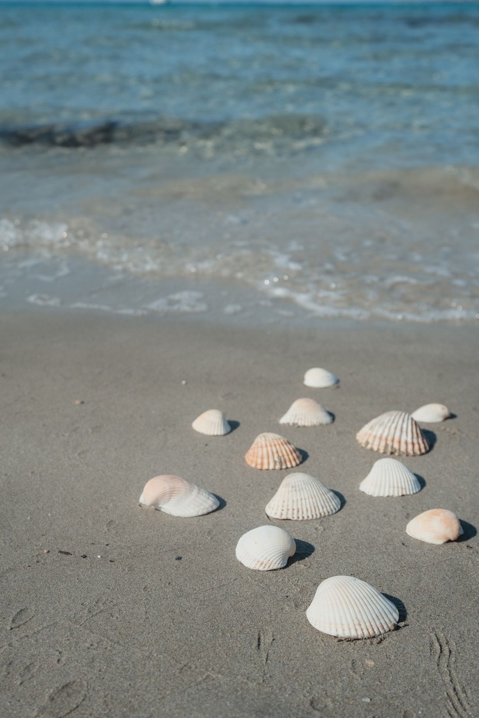Seashells on wet sand beside gentle beach waves